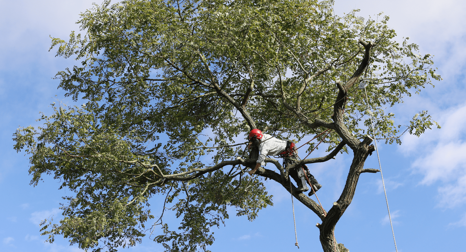 Tree Trimming
